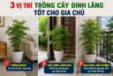 3 vị trí trồng cây đinh lăng tốt cho gia chủ