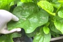 Cách trồng mồng tơi lớn nhanh như thổi, ngọn mập mạp