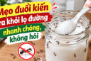 Mẹo đuổi kiến ra khỏi lọ đường nhanh chóng, không hôi