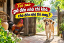 Tại sao gà đến nhà thì khó, chó đến nhà thì may?