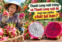 Thanh long ruột trắng và thanh long ruột đỏ loại nào nhiều chất bổ hơn?