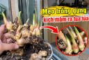 Mẹo trồng gừng kích mầm ra tua tủa