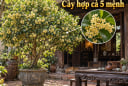Loại cây hợp cả 5 mệnh, trồng nhà nào nhà đấy giàu