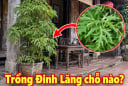 Trồng Đinh Lăng vị trí nào tốt nhất?