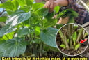 Cách trồng lá lốt ít rễ nhiều mầm, lá to mơn mởn