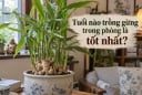 Tuổi nào trồng gừng trong phòng là tốt nhất?