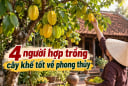 4 người hợp trồng cây khế tốt về phong thủy