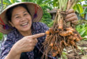 Cách trồng nghệ củ cái to chắc, đẻ nhiều nhánh con