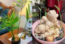 Cách trồng gừng đẻ nhiều nhánh con