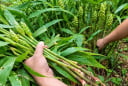 Cách trồng gừng ra hoa, đẻ nhánh quanh năm