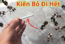 Mẹo đuổi kiến với nguyên liệu sẵn có trong bếp