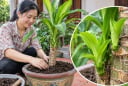 Cách trồng Thiết Mộc Lan nhanh trổ mầm, ra lá dày