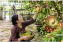 Tuổi nào hợp trồng khế trước cửa nhà?