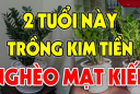 2 tuổi này trồng kim tiền lộc đâu không thấy: Tiền bạc trôi sông, nợ ngập đầu