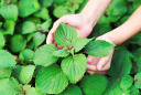 Loại rau cực rẻ ở Việt Nam được Nhật Bản gọi là lá hồi sinh, nâng niu từng lá, cực tốt cho sức khỏe