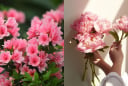 Điểm danh 3 loại hoa “đậm mùi phú quý', trồng cả chục năm mà vẫn đẹp mỹ miều, càng trồng lâu càng có giá