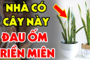 Tuổi này đại kỵ với cây Lưỡi Hổ: Dù chỉ trồng 1 cây cũng nghèo, tiền của đội nón ra đi sạch