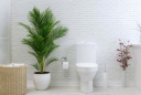 8 loại cây phong thủy trồng trong nhà tắm tốt nhất giúp khử mùi, hút ẩm, lọc không khí và mang lại tài vận