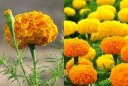 9 phương pháp điều trị bệnh tự nhiên sử dụng hoa cúc vạn thọ
