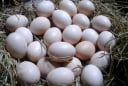 Trứng gà đỏ hay trứng gà trắng loại nào giàu dinh dưỡng hơn? Nhiều người không biết lại chọn sai