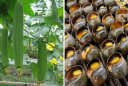 Nuôi con đặc sản “thích ăn lá mướp”: Anh nông dân thu 400 triệu đồng/năm