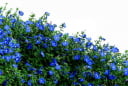 3 loại hoa màu xanh đẹp ngây ngất lại rất dễ trồng, nở hoa quanh năm cho nhà đẹp lạ, thần tài yêu thích