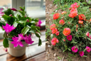 5 loại hoa vừa đẹp vừa “sợ” tưới nhiều nước, người lười đến mấy cũng tự tin mua về trồng trong nhà