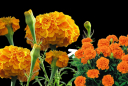 Có nên trồng chậu hoa cúc vạn thọ trong nhà?