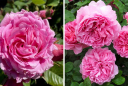 Trồng hoa hồng nhớ dùng tuyệt chiêu này để hoa nở nhiều, bông to đẹp