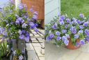 3 loại hoa mang sắc xanh rực rỡ, vừa dễ chăm sóc vừa giúp gia chủ thu hút tiền tài, danh lộc vào nhà