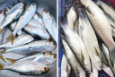 Đi chợ thấy 6 loại cá này phải mua ngay, đảm bảo đánh bắt tự nhiên, ngọt thịt, bổ dưỡng