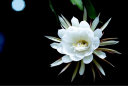 Loài hoa được mệnh danh là “Nữ hoàng của bóng đêm”, đẹp lộng lẫy và tỏa sáng trong đêm tối