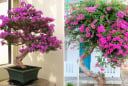 Trồng hoa giấy đừng làm tuỳ tiện: Chọn 4 vị trí đẹp nhất trong nhà để trồng giúp hút tài lộc