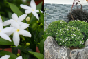 Mang ‘phúc khí’ vào nhà với cây cảnh hoa nở quanh năm, thơm nhẹ, giúp thư giãn