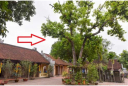 Tổ tiên dặn kỹ: 3 loại cây này trồng trước nhà, nhà tan cửa nát đó là cây gì
