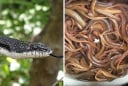 Lươn không có độc, nhưng rắn không dám đụng tới: Tại sao?