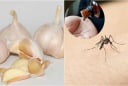 5 cách đuổi muỗi bằng nguyên liệu đơn giản nhà nào cũng có: Muỗi cả đàn cũng bay xa Không cần phun thuốc