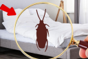 Mẹo đuổi sạch côn trùng trong phòng ngủ đơn giản và hiệu quả