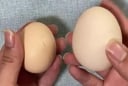Trứng gà vỏ đỏ và vỏ trắng loại nào tốt hơn? Người chăn nuôi gà lâu năm tiết lộ bí mật