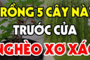 5 loại cây, 3 loại quả trồng ở nhà nào nhà đấy nghèo, mất lộc: Về xem nhà bạn có không?