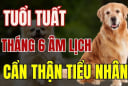 4 tháng sinh “khốn khổ nhất” đối với người tuổi Tuất, giàu có khó đến tay