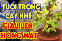 Tuổi nào mệnh nào trồng cây khế là tốt nhất? Vận khí đi lên, Tiền - Tài ập đến