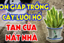 Trồng cây lưỡi hổ may mắn, phát tài nhưng có 2 tuổi rất kị, lộc lá tiêu tán