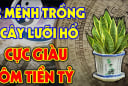 Trồng cây lưỡi hổ: 3 người rất hợp mệnh hút Tiền -Tài, 2 tuổi rất kị lộc lá tiêu tán