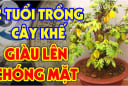 2 tuổi này trồng cây khế hoa trái sum suê, Tiền -Lộc -Danh đua nhau kéo về tận nhà