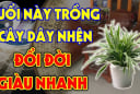 2 tuổi trồng cây dây nhện đổi đời giàu nhanh, 2 tuổi khác đứt lộc, là những tuổi nào?