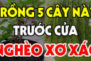 Người xưa nói: '5 cây trồng trước cửa nhà nào nhà đó không đau ốm cũng, khánh kiệt' Đó là cây gì