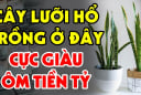 Trồng cây Lưỡi Hổ trong nhà có tốt cho phong thủy gia đình không?