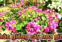 Hoa giấy nhân giống bằng giâm cành cực đơn giản như sau