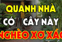 Năm cây trồng vào nhà nào nhà đấy nghèo, cày cuốc như trâu vẫn nợ, chặt bỏ đừng tiếc